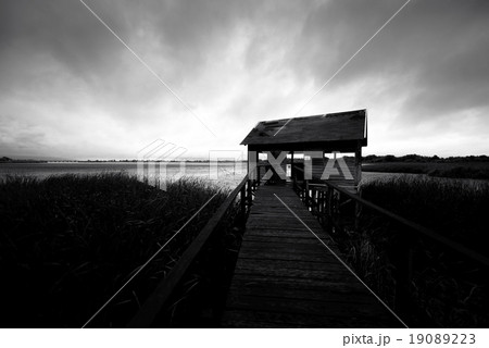 Wooden path trough the reed 19089223