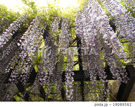 綺麗なふじ 19089562