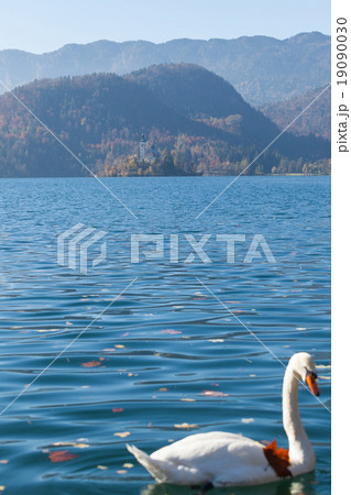 White swan on lake Bled White swan on lake Bled 19090030