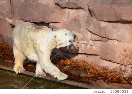 Polar bear - Ursus maritimus Polar bear - Ursus maritimus 19090051
