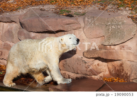 Polar bear - Ursus maritimus 19090053