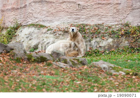 Polar bear - Ursus maritimus Polar bear - Ursus maritimus 19090071