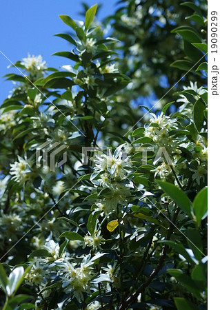 樒　シキミと申します。 19090299