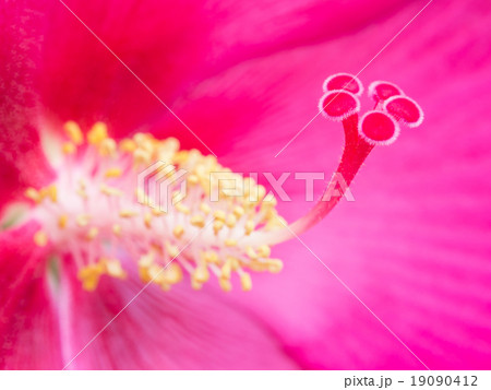 Confederate rose Confederate rose 19090412