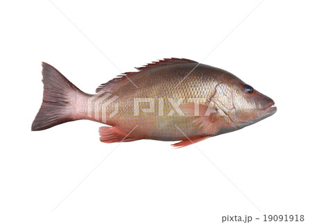 Fresh red Snapper fish or Lutjanus campechanusfish isolated on a 19091918