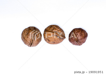 鬼グルミ 鬼グルミ 19091951