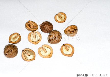 鬼グルミ 19091953