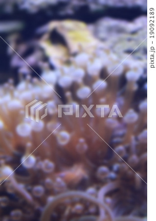 Blur style of Heteractis magnifica anemone in underwater. Blur style of Heteractis magnifica anemone in underwater. 19092189