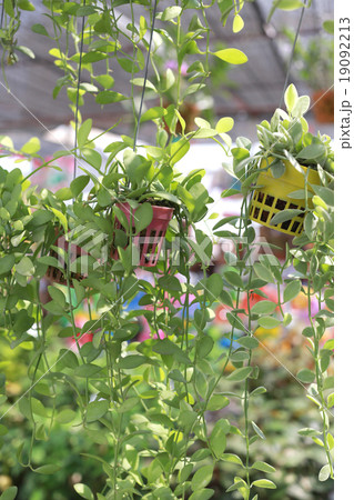 tree decorated with fresh green leaves in flower pot. tree decorated with fresh green leaves in flower pot. 19092213