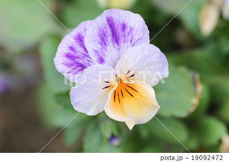 Mix color pansy flower. Mix color pansy flower. 19092472