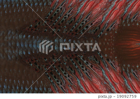 red and black of fighting fish. 19092759