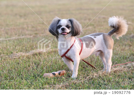 Shih Tzu dog. Shih Tzu dog. 19092776