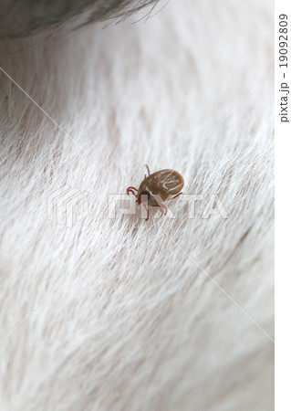 Big Ticks on a dog. Big Ticks on a dog. 19092809