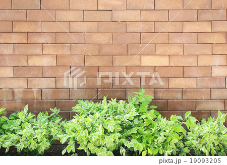 Brown brick wall foully and green leaf. Brown brick wall foully and green leaf. 19093205
