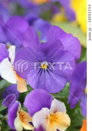 Purple pansy flower. 19093554