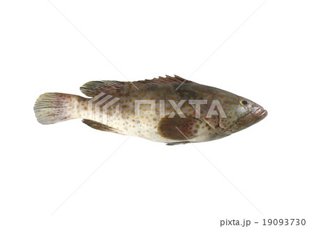 grouper fish isolated on white background. 19093730