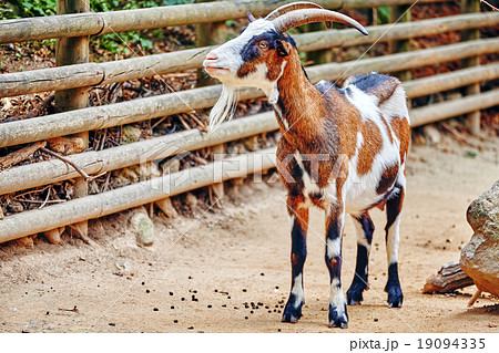 Blue ram in their natural habitat in the wild . Blue ram in their natural habitat in the wild . 19094335