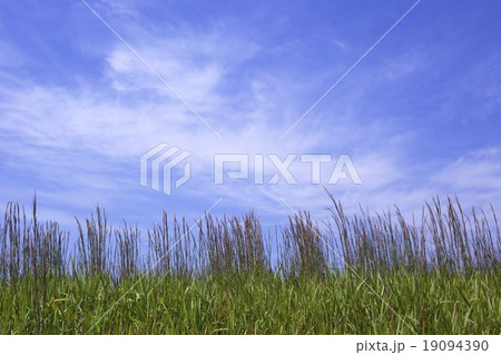 青空 19094390