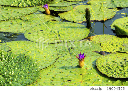 オニバス 19094596