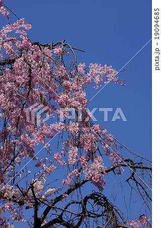枝垂桜シダレザクラ 花言葉は 優美 の写真素材