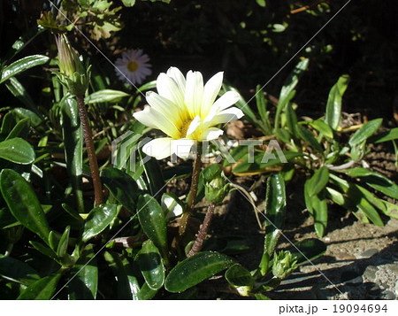 四季咲きのガザニアの白色の花の写真素材