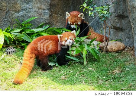 Two cute red pandas eating bamboo 19094858