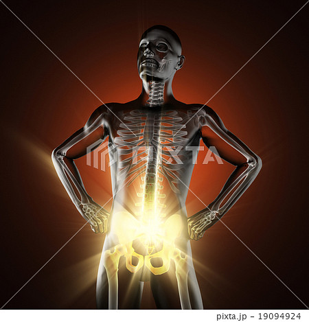 human bones radiography scan image 19094924