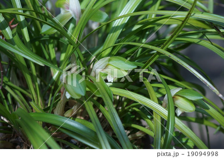 春蘭　シュンランと申します。　 19094998