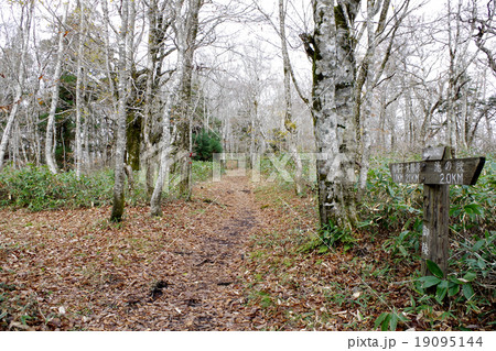 晩秋の比婆山 御陵付近の登山道 木立 晩秋の比婆山 御陵付近の登山道 木立 19095144