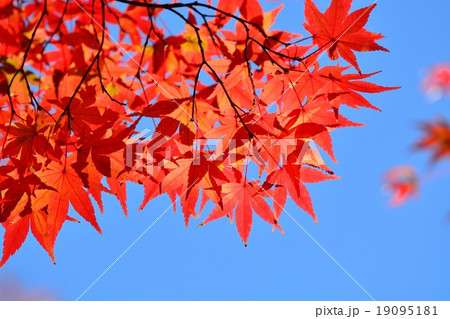六義園の紅葉 19095181