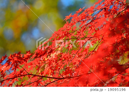 六義園の紅葉 19095196