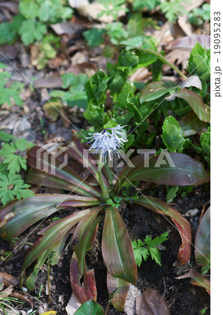 猩々袴 ショウジョウバカマと申します。 猩々袴 ショウジョウバカマと申します。 19095283