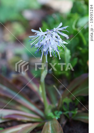 猩々袴 ショウジョウバカマと申します。 猩々袴 ショウジョウバカマと申します。 19095284