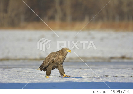 オジロワシ オジロワシ 19095716