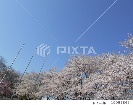 掲揚ポールと桜 19095845