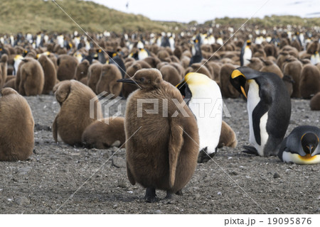 キングペンギンのヒナの写真素材