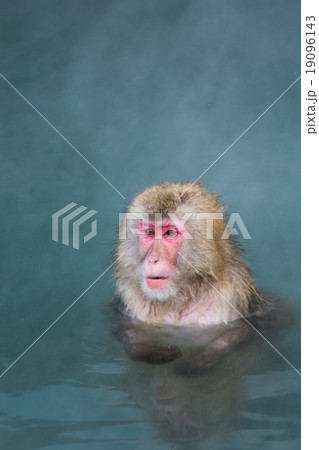 温泉に入る猿 19096143