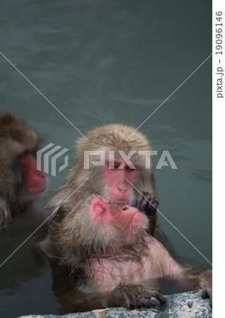 温泉に入る猿 温泉に入る猿 19096146