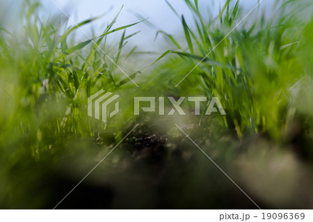 Shoots of wheat in a small field in the spring 19096369