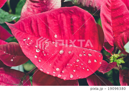 Abstract of rain drops on poinsettia flower Abstract of rain drops on poinsettia flower 19096380