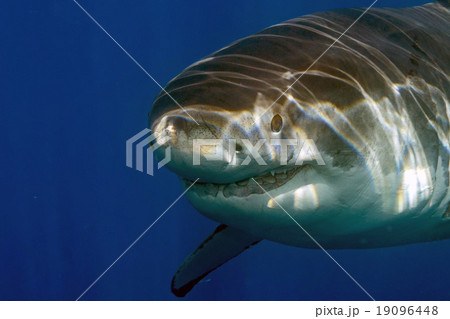 Great White shark ready to attack 19096448