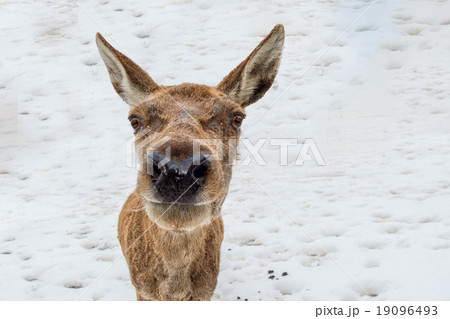 deer portrait while looking at you 19096493
