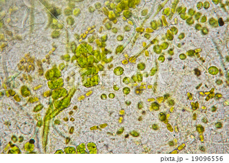 グリーンウォーター 水槽の微生物の顕微鏡写真 の写真素材