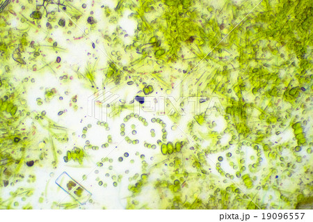 グリーンウォーター 水槽の微生物の顕微鏡写真 の写真素材