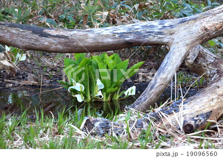朽ち木から覗く水芭蕉 19096560