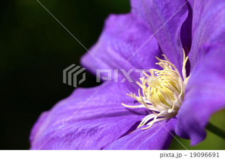 トケイソウ 19096691