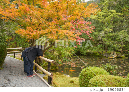 紅葉の弁天池、金地院、京都 19096834