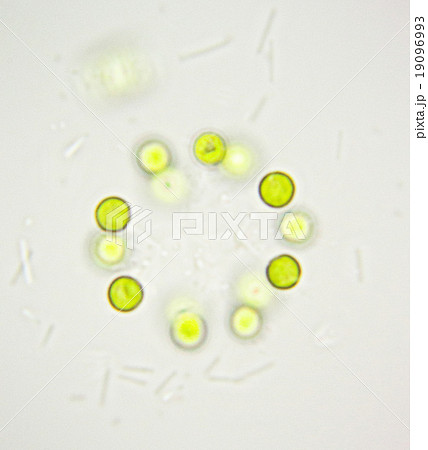 淡水の微生物（顕微鏡写真） 19096993