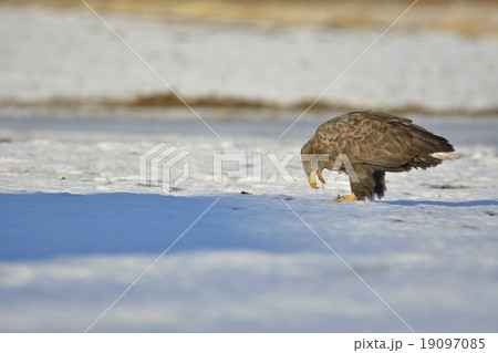 オジロワシ 19097085