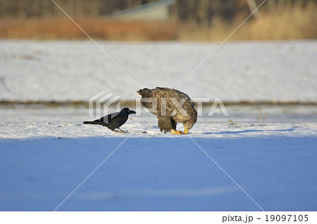 オジロワシ オジロワシ 19097105
